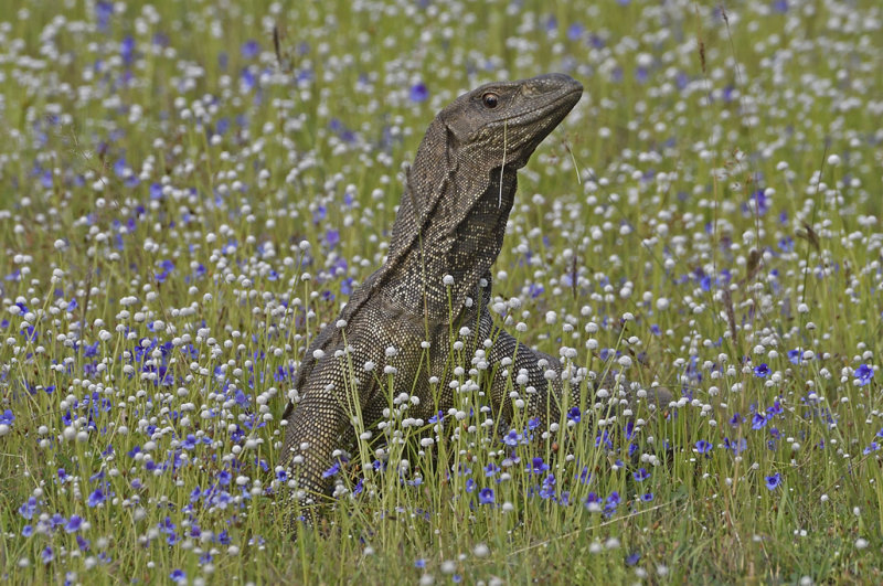 Land Monitor