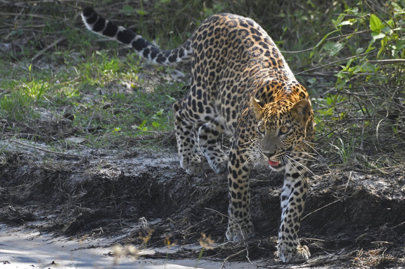Leopard