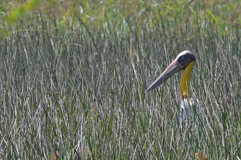 Lesser Adjutant