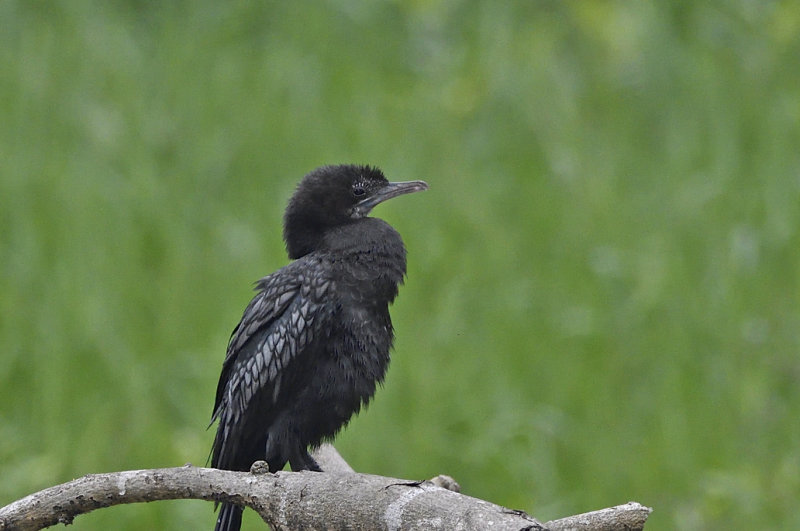 Little Cormorant