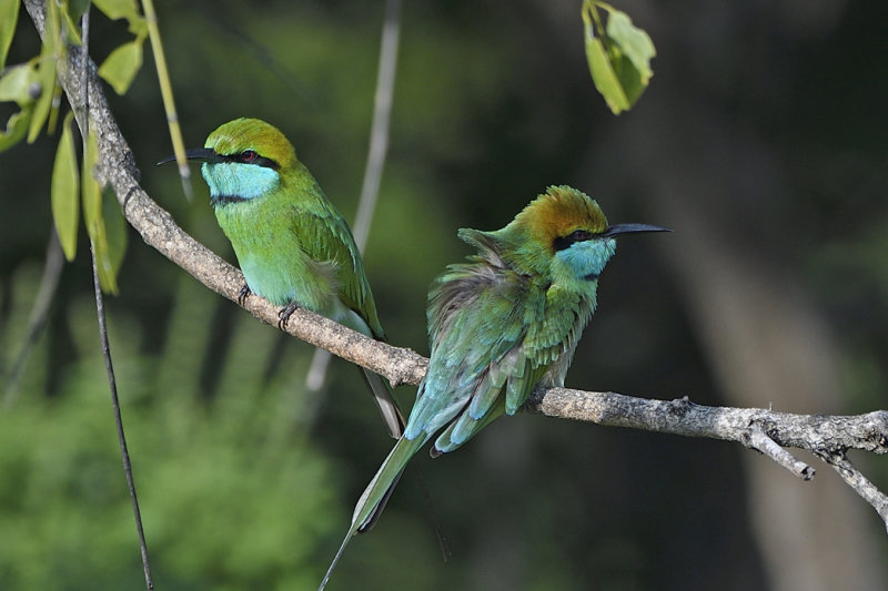 Little Green Bee Eater