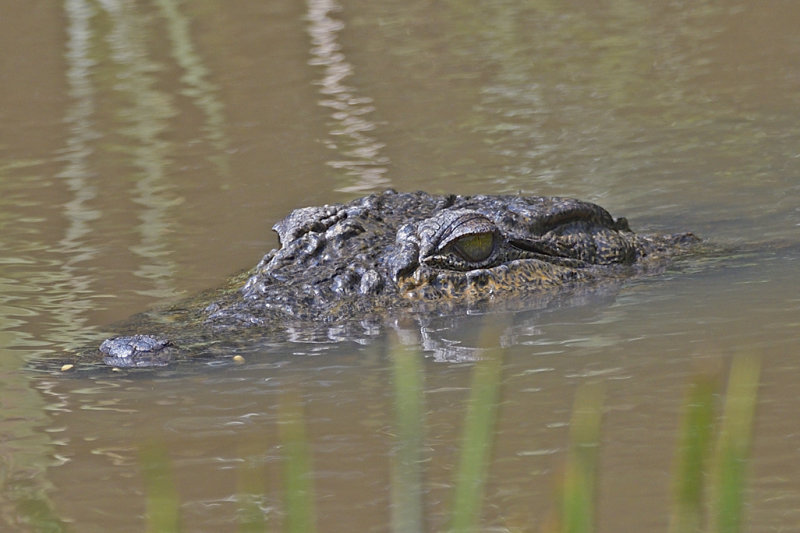 Mugger Crocodile