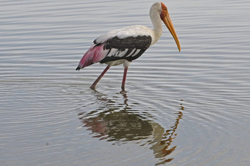 Painted Stork