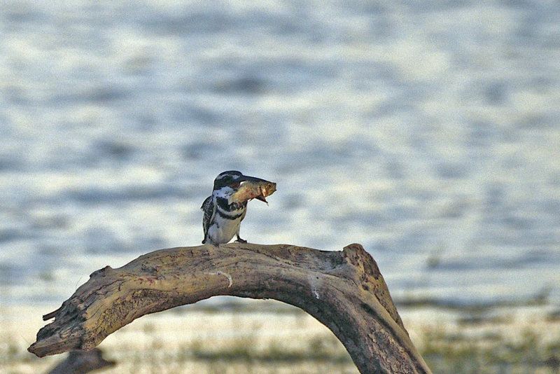 Pied Kingfisher