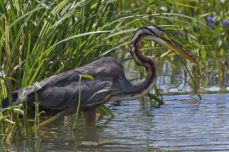 Purple Heron