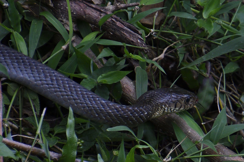 Rat Snake