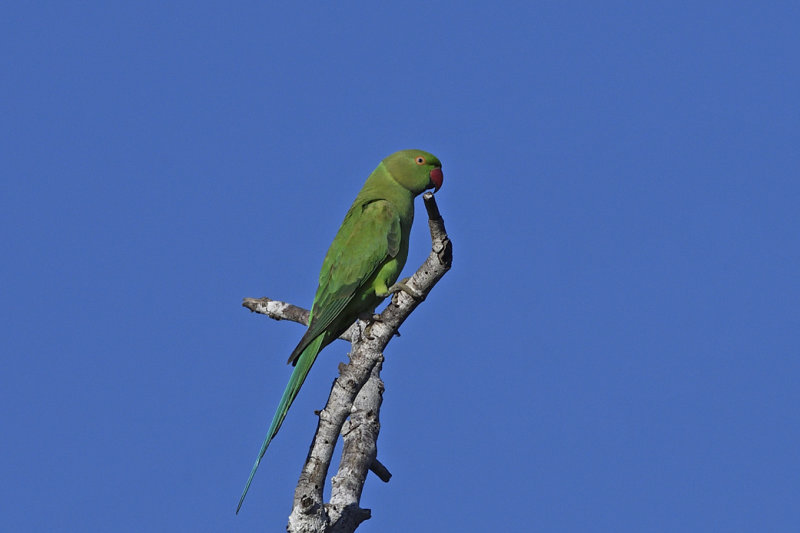 Rose Ringed Parakeet