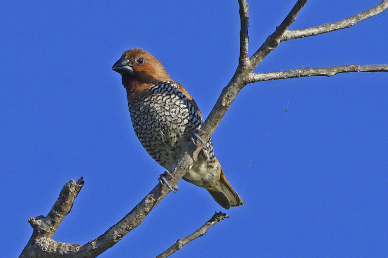 Scaly-brested Munia