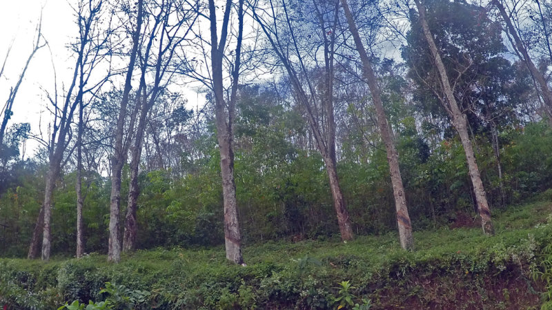 Scene_ Rubber Plantation