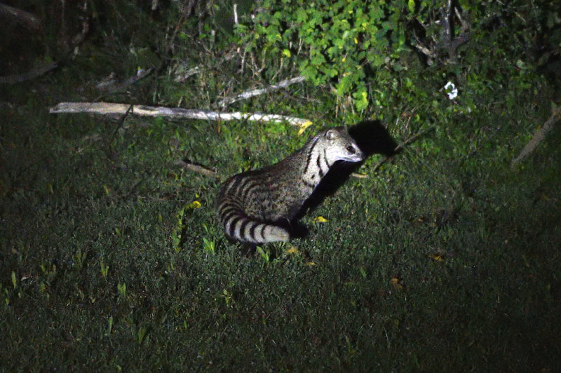 Small Indian Civet