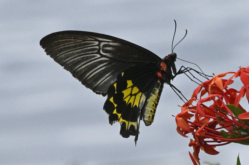 Sri Lankan Birdwing