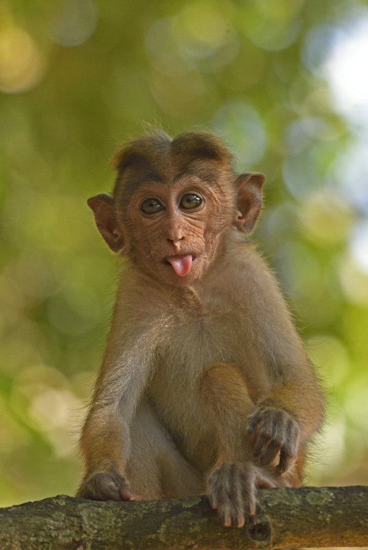 Toque Macaque