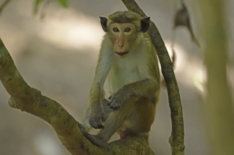 Toque Macaque