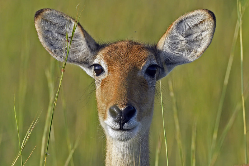 Murchison Falls NP