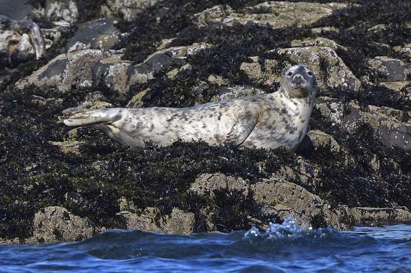 Farne Seals