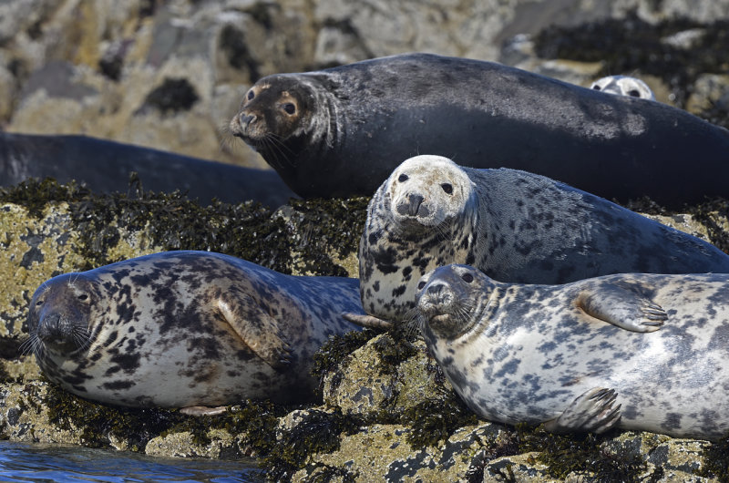 Farne Seals