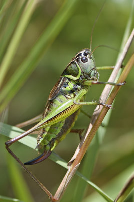 Uk 2020 Crickets & Dragonflies