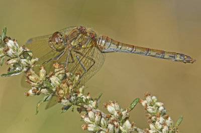 Uk 2020 Crickets & Dragonflies