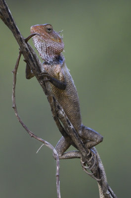 Common Garden Lizard