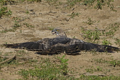 Crested Serpent Eagle 