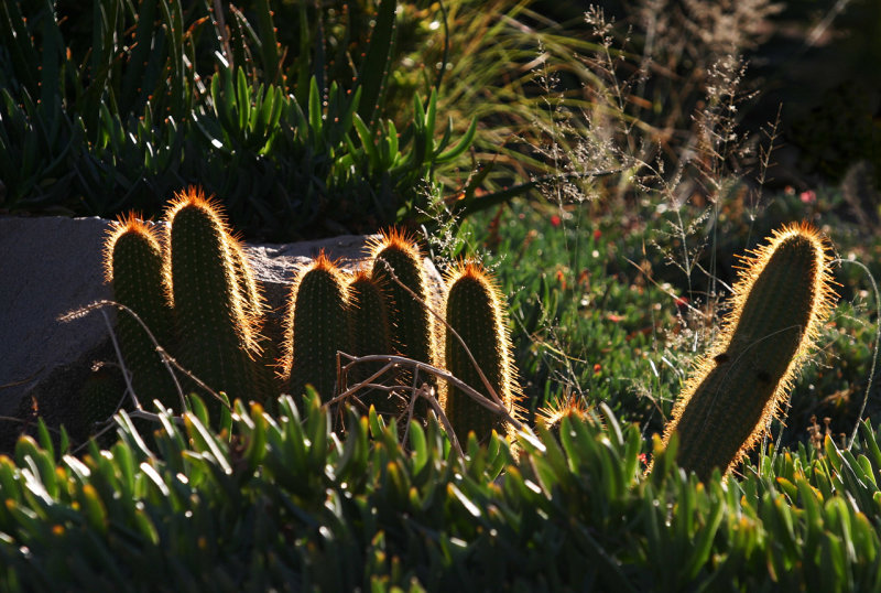 Cacti , amazing Survivors in the Plant World 