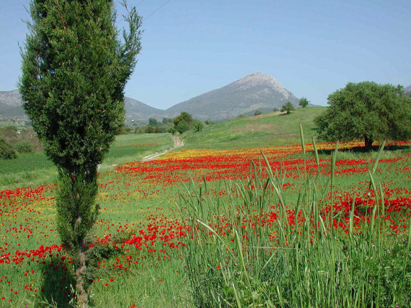  Landscape in Greece