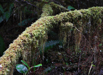 Pacific Rim NP14