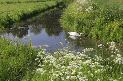 near Utrecht1