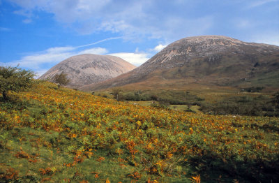 Heathlands (Heidelandschaft) in Scotland