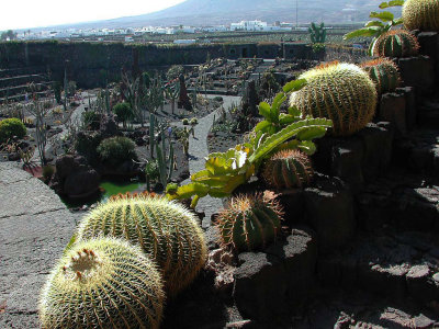 Jardin de Cactus - Cactus Garden in Lanzarote