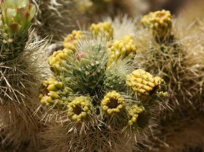Cholla Cactus Garden - USA2006
