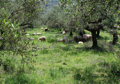 Sheep in olive garden