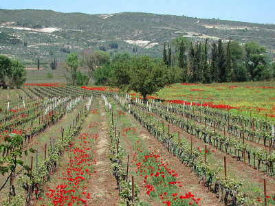 Wineyards,between Tripoli and Korinth