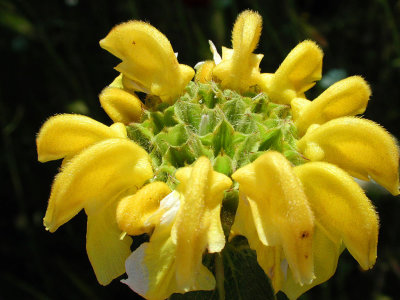 Typical flower
