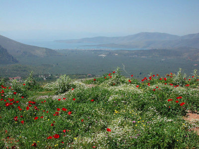 Near  Delphi