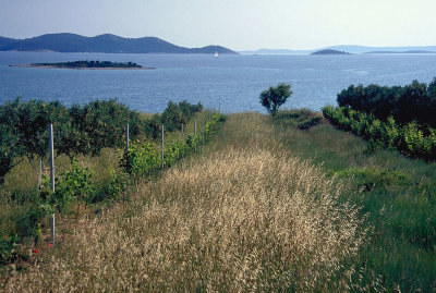 coast landscape