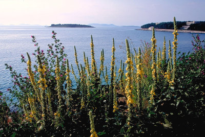 typical flowers,Peninsula Primosten