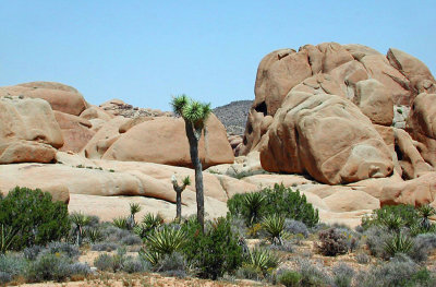 Joshua Tree NP2