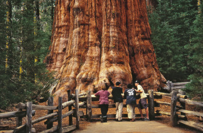 Sequoia NP2