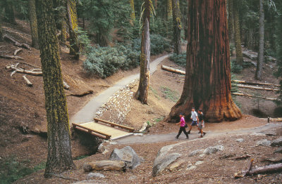 Sequoia NP1