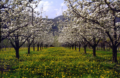 Wachau - Scenery