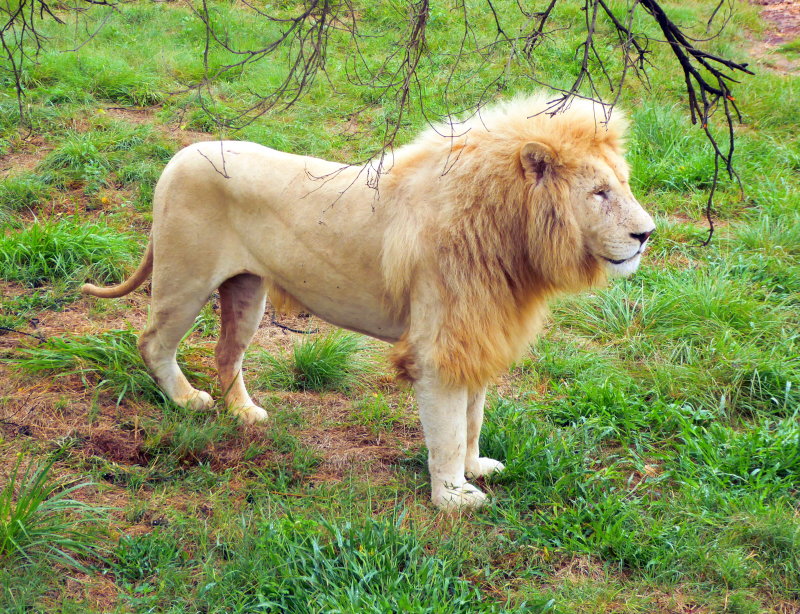 Lion Safari Park