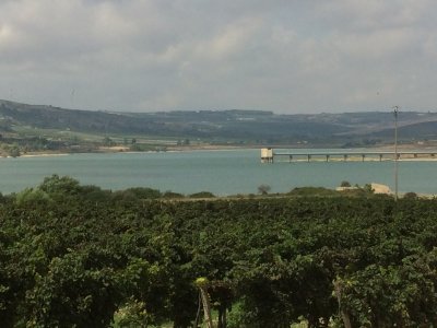 View from Planta Winery