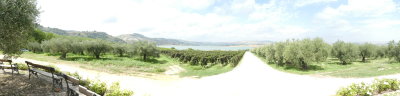 View from Planta Winery