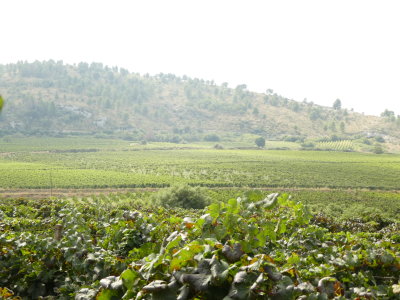 Planta Winery