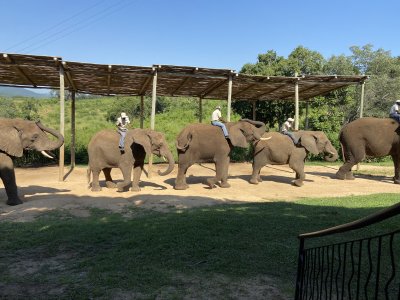 Elephant Encounter