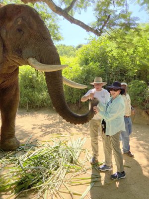 Elephant Encounter