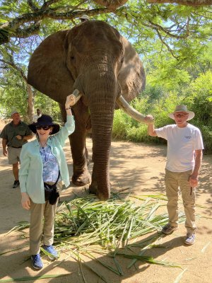 Elephant Encounter