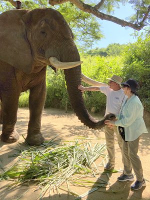 Elephant Encounter
