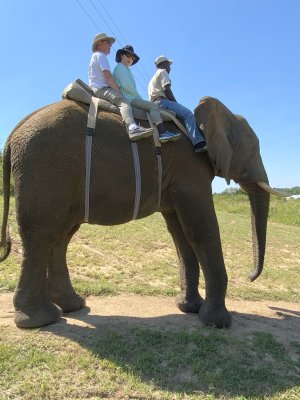 Elephant Encounter